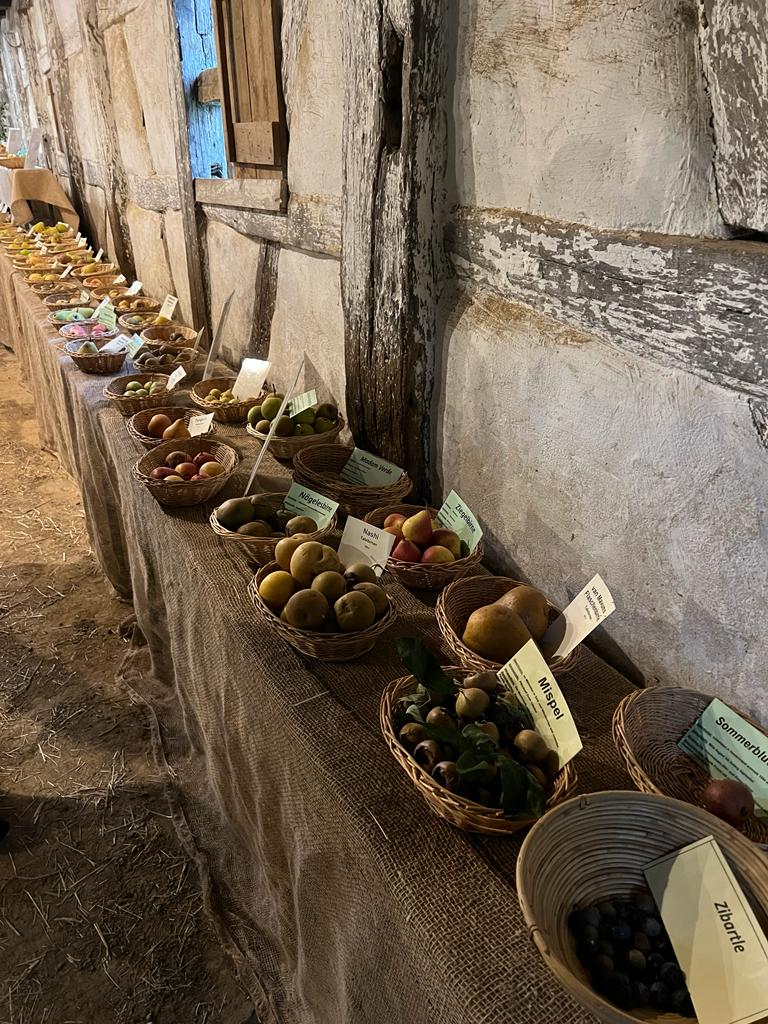 Aufgereihte Obstsorten bei der Obstsortenausstelung im Freilichtmuseum Beuren