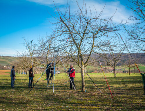 Workshop Obstbaumschnitt in Großbottwar im März 2024